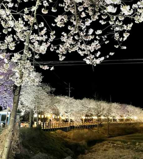 대청호 벚꽃길 사진