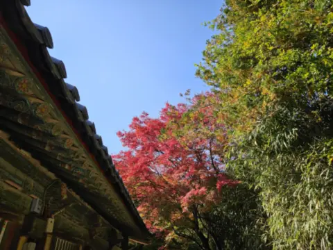 단풍명소-경주여행