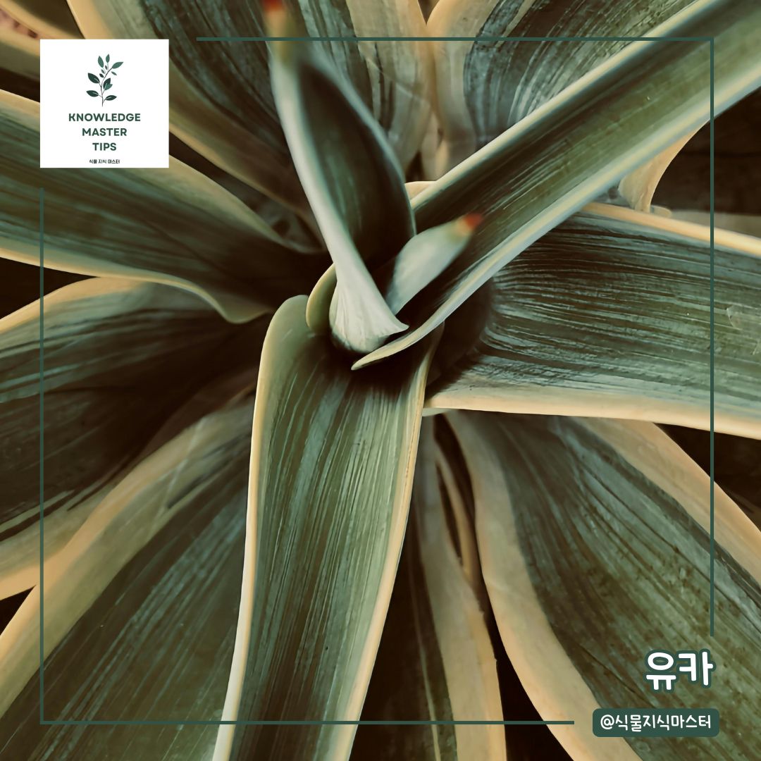 추위에 강한 식물, 유카