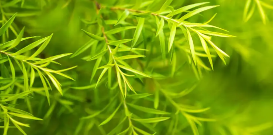 티트리 (Tea Tree)