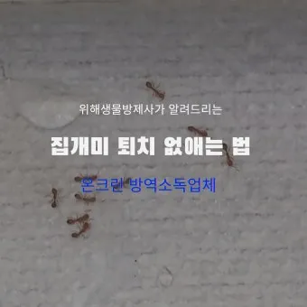 해충 퇴치 개미 박멸 설탕과 베이킹소다 통로 차단_15