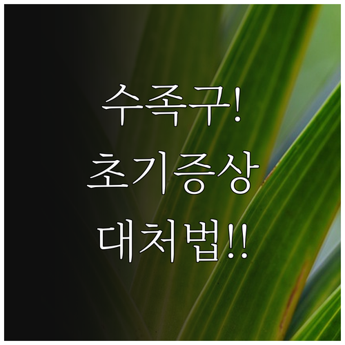 대전 대덕구 수족구 초기 증상과 병원..