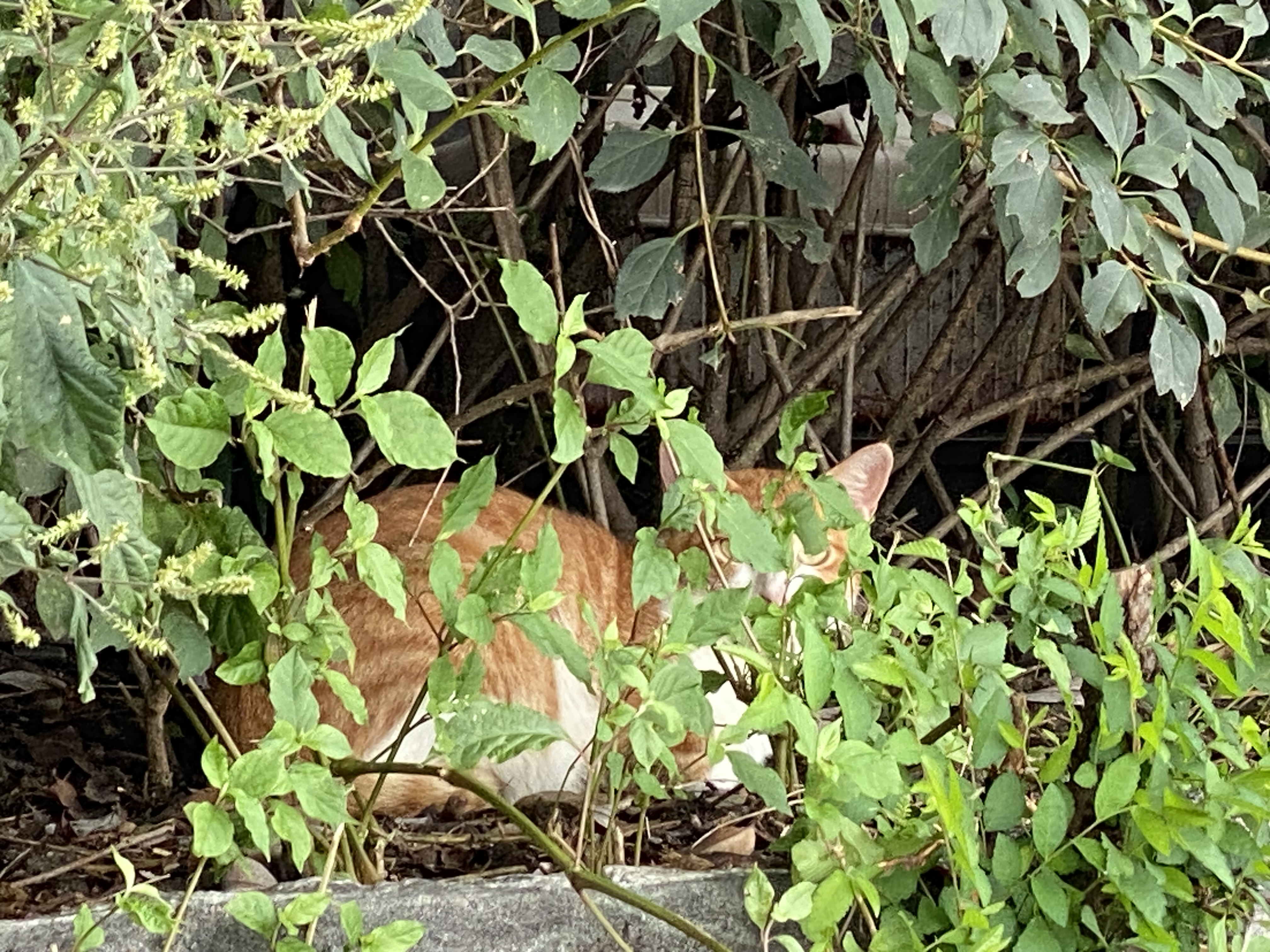 Alt 속성 문제 해결 설명 이미지