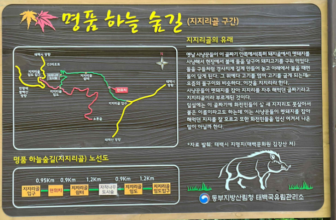 [여행기]강원도 태백 지지리골 자작나무숲 운탄고도의 숨은 보석! 힐링 트레킹 완벽 정리
