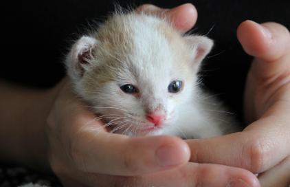 인기 있는 반려동물 영양제 TOP5 관련 사진