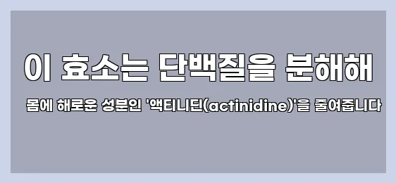  이 효소는 단백질을 분해해 몸에 해로운 성분인 '액티니딘(actinidine)'을 줄여줍니다