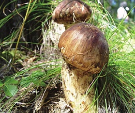 금강송-송이버섯