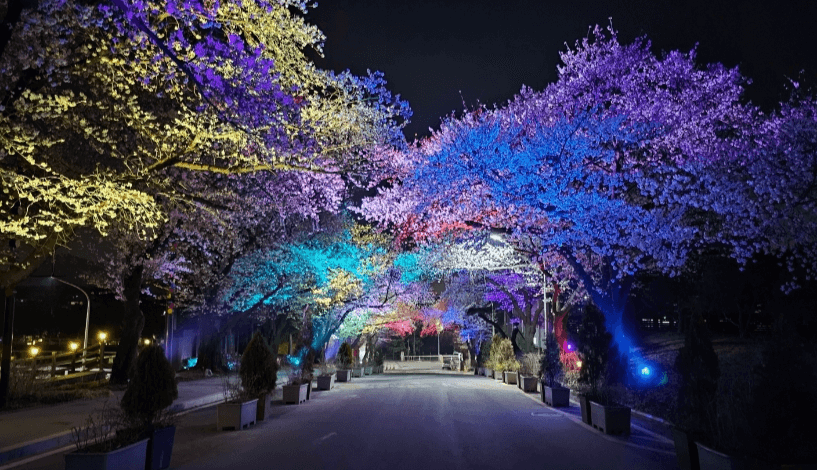 벚꽃 축제 일정