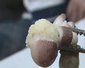 서천 동백꽃 주꾸미 축제_18