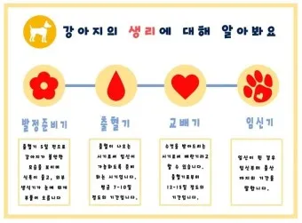 강아지 생리 기간 주의 사항_8