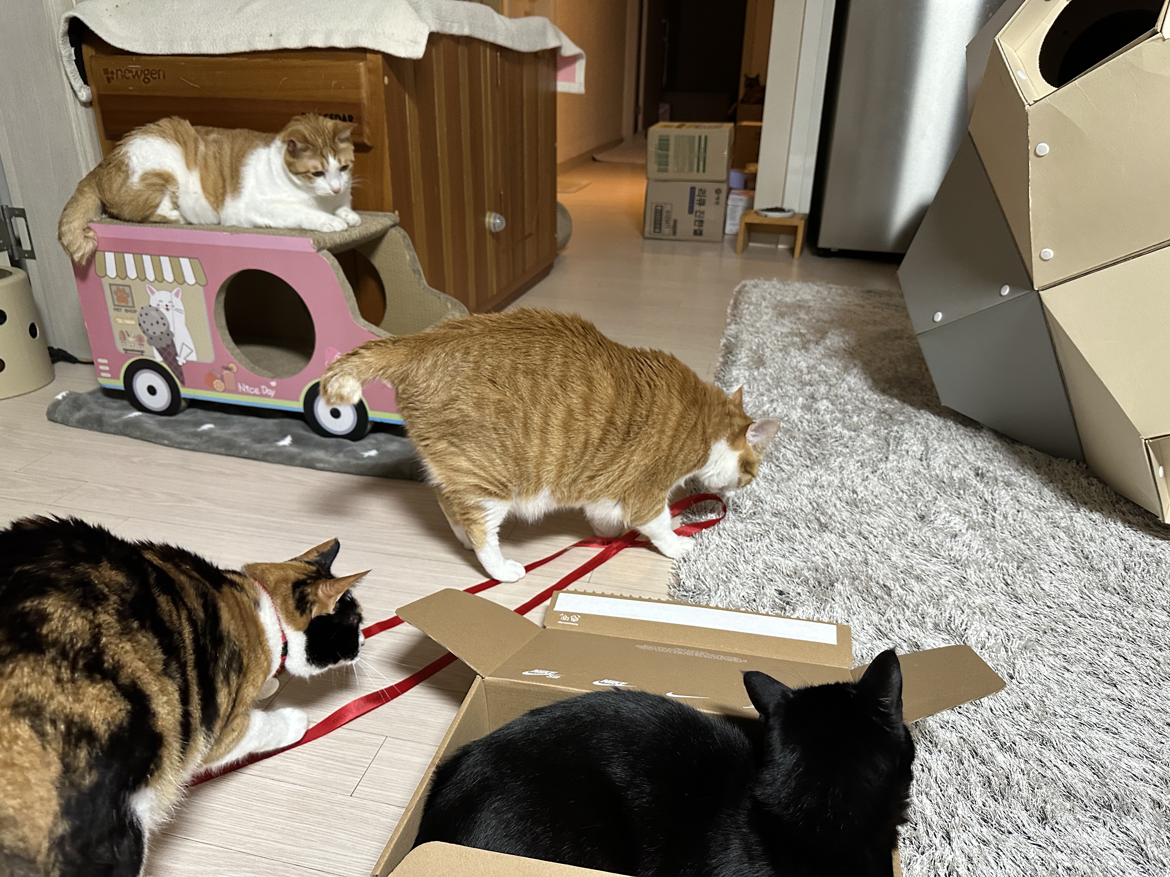 리본-끈-하나로-장난꾸러기로-변해-버린-호야-(feat.-많이-밝아진-다다)