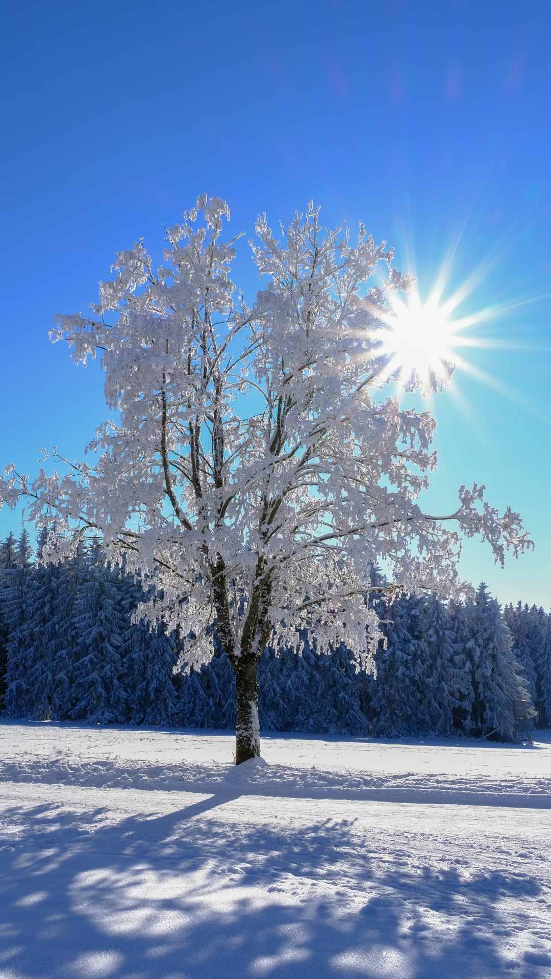 snow wallpaper