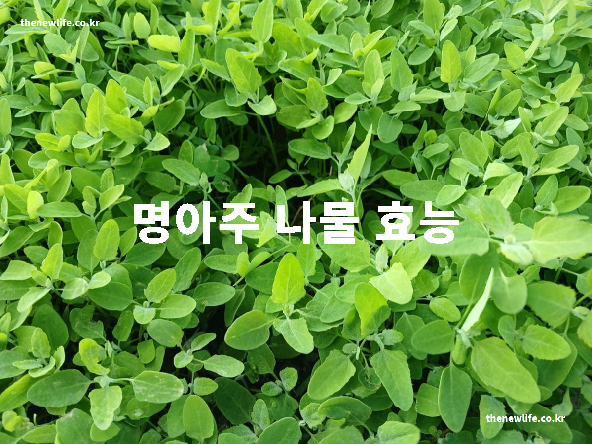 명아주 나물 효능 대표 실사진