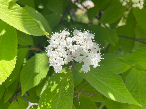 덜꿩나무 하얀꽃