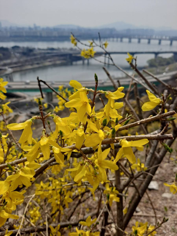 한강배경 개나리