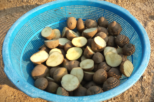 감자심기-씨감자-소독-심는시기