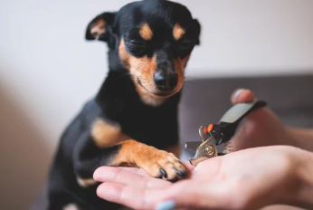 강아지 발톱깎는 모습/출처:어도비스톡