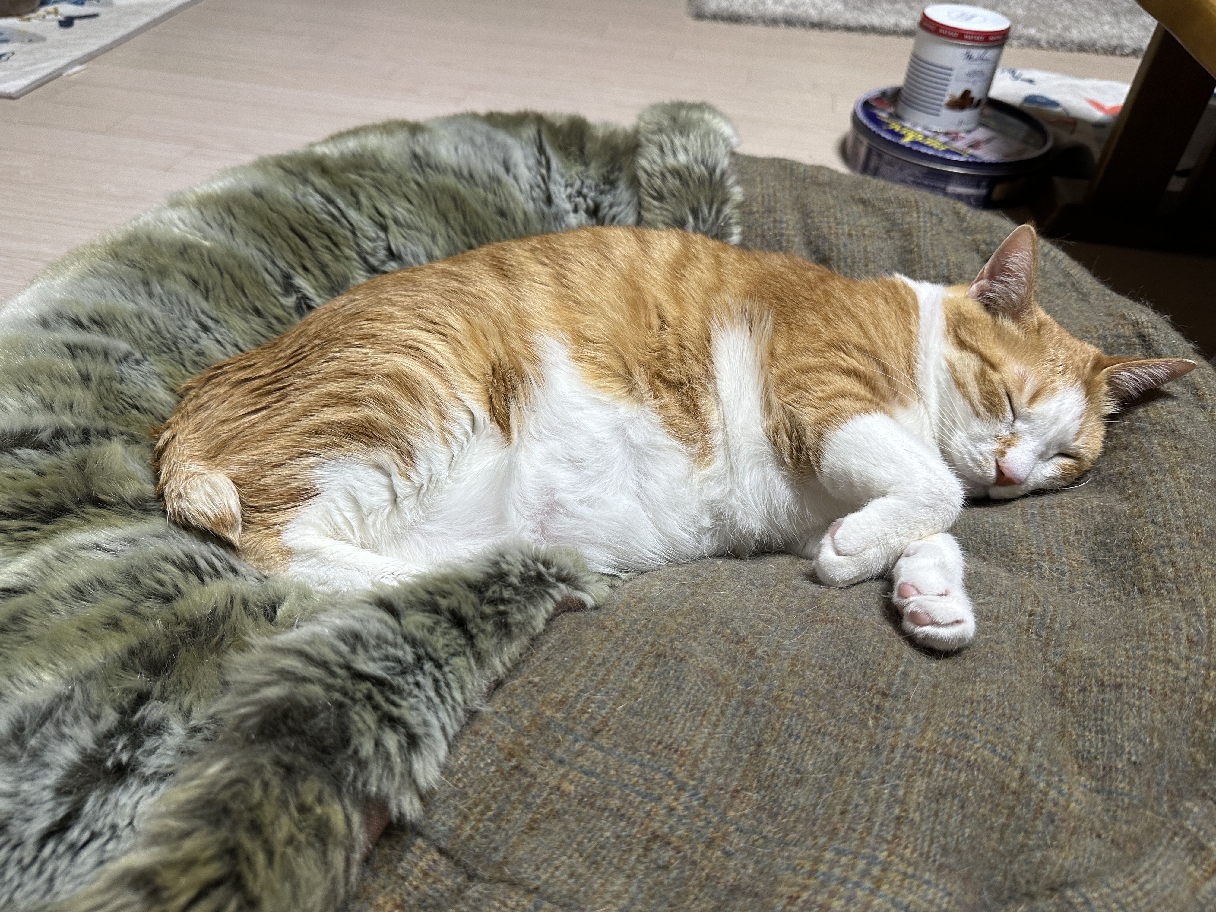 터래기방석 위치를 옮겼더니 고양이들이.. (feat. 방석에 폭 안겨 자는 치즈냥이 호야와 삼색이 다다)