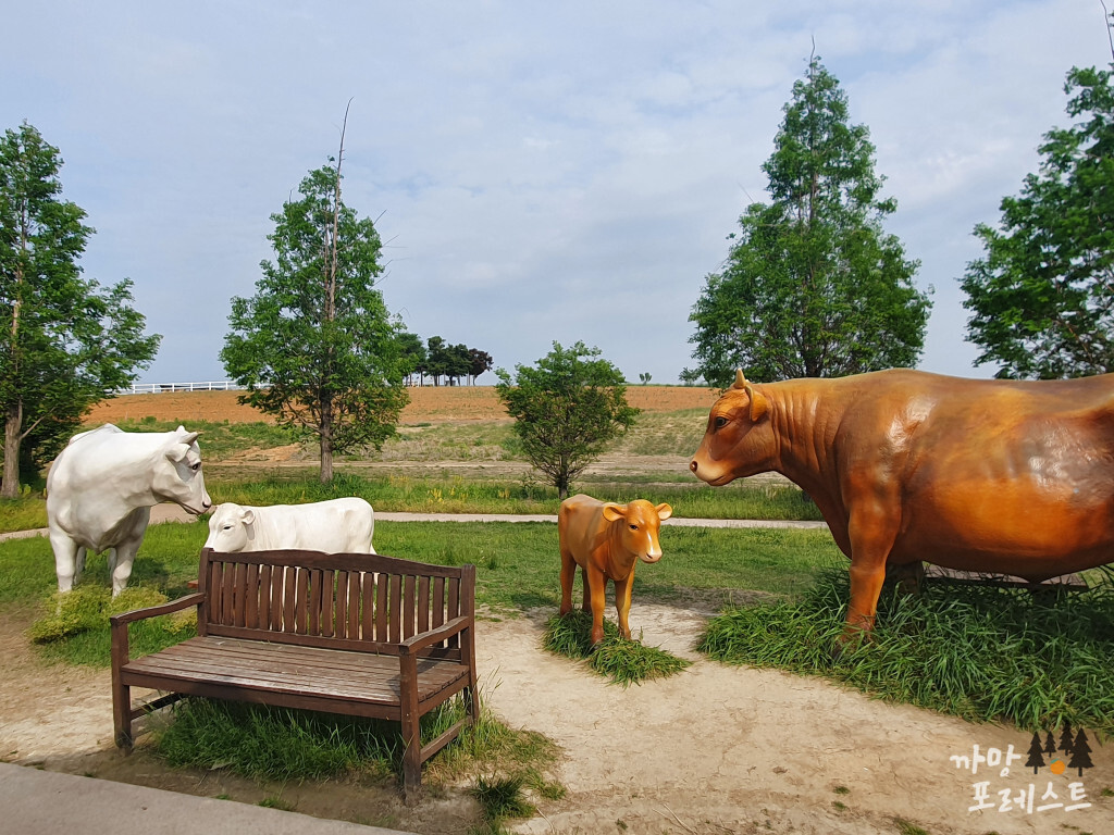 안성 팜랜드 한우