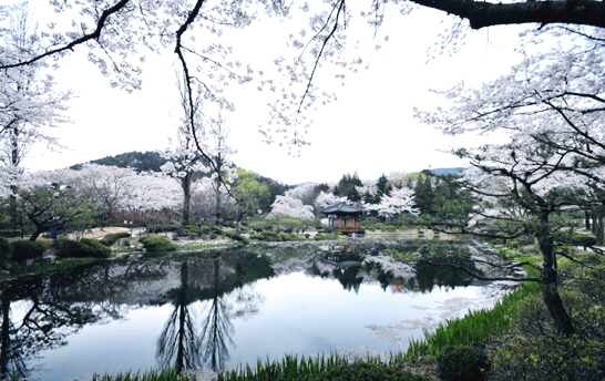 보문정-경주-벚꽃-명소-추천