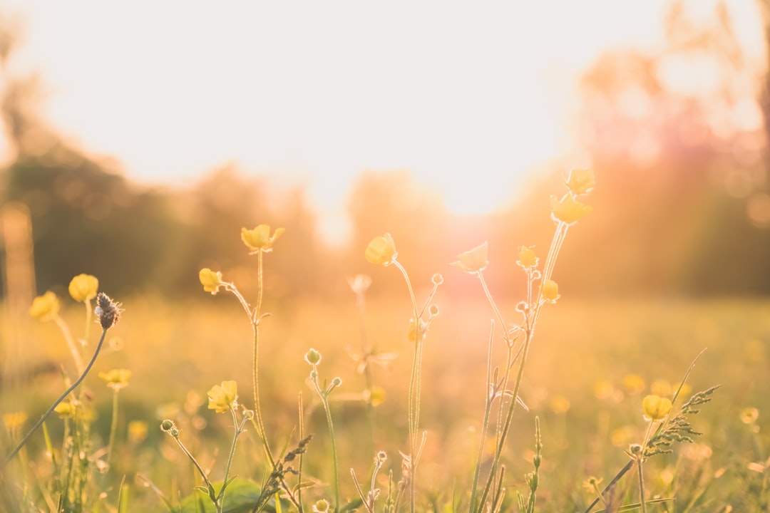 Spring