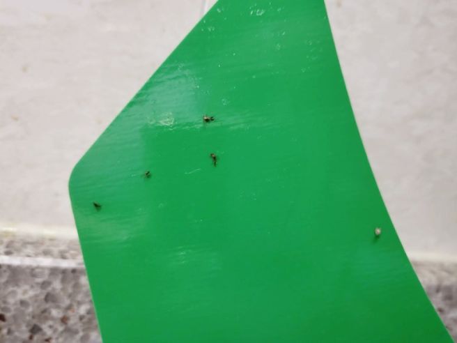 초파리 없애는 방법