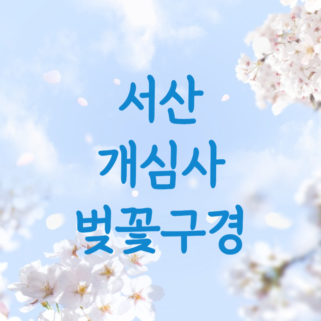 서산 개심사 벚꽃