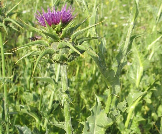 밀크씨슬 효능 복용시간