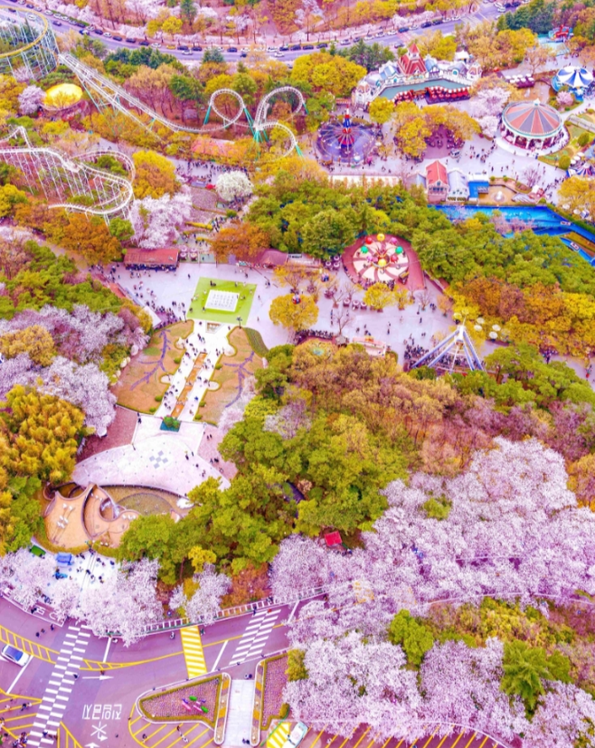 대구 이월드 블라썸 피크닉 벚꽃 축제