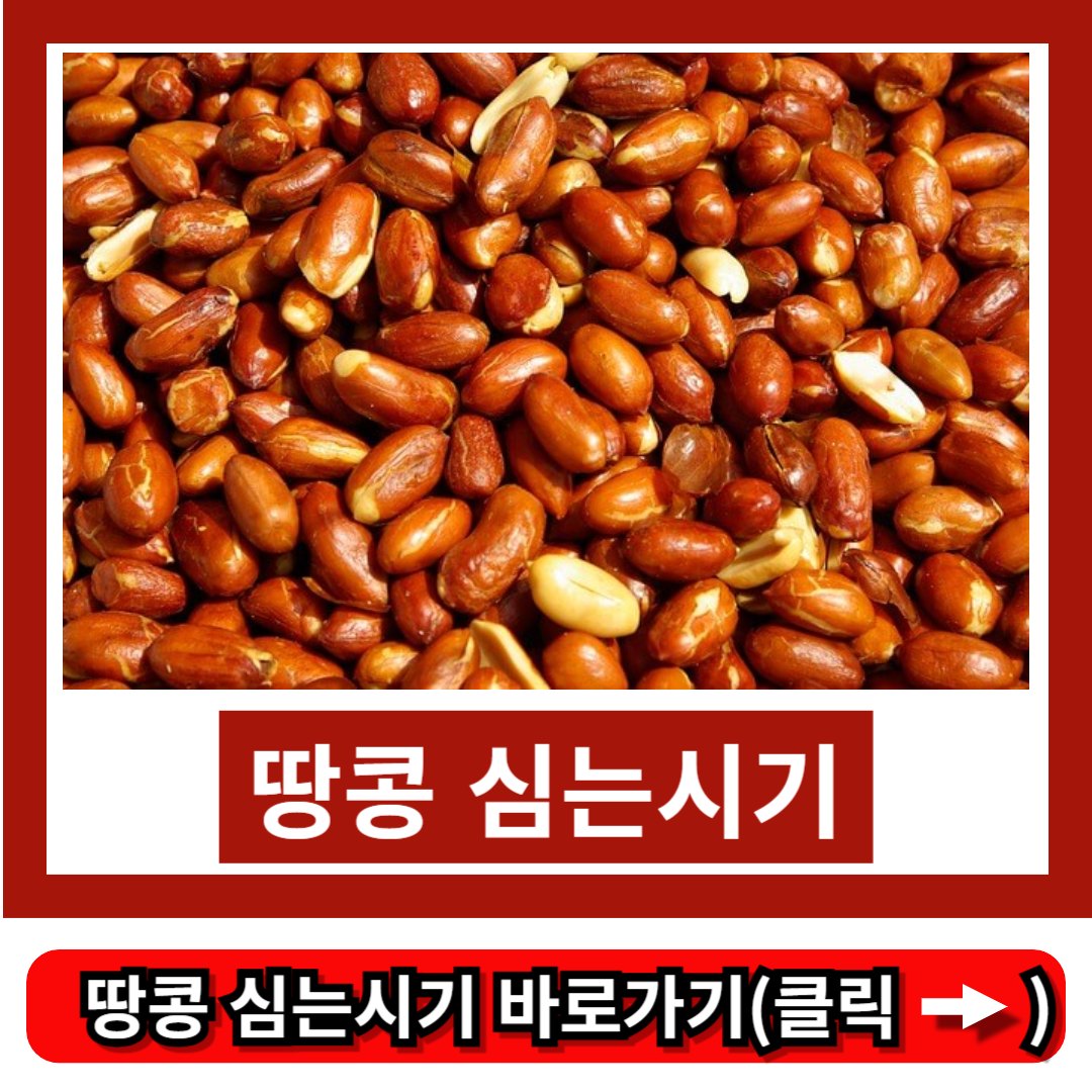 땅콩 심는시기