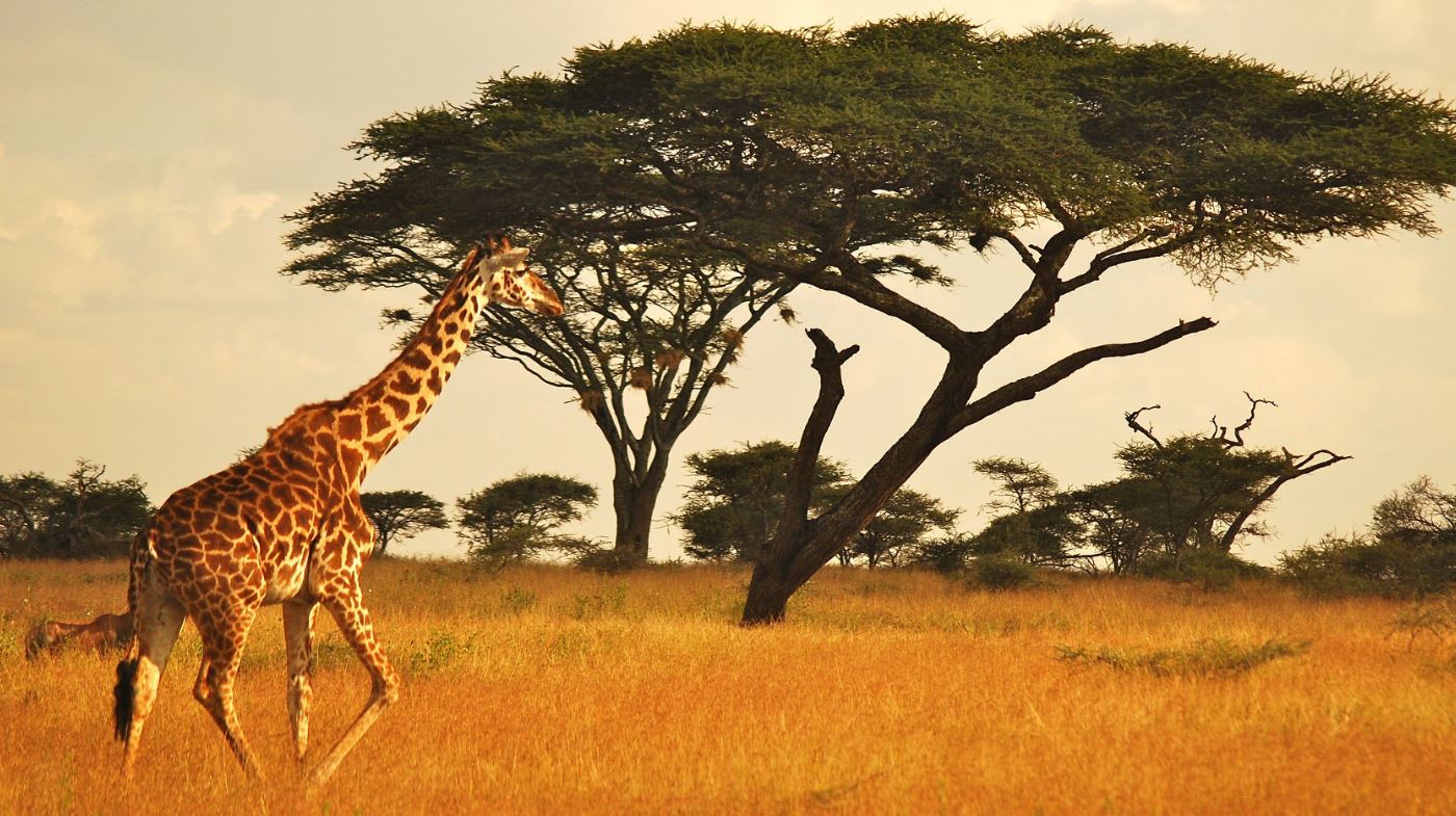 세렝게티, 탄자니아