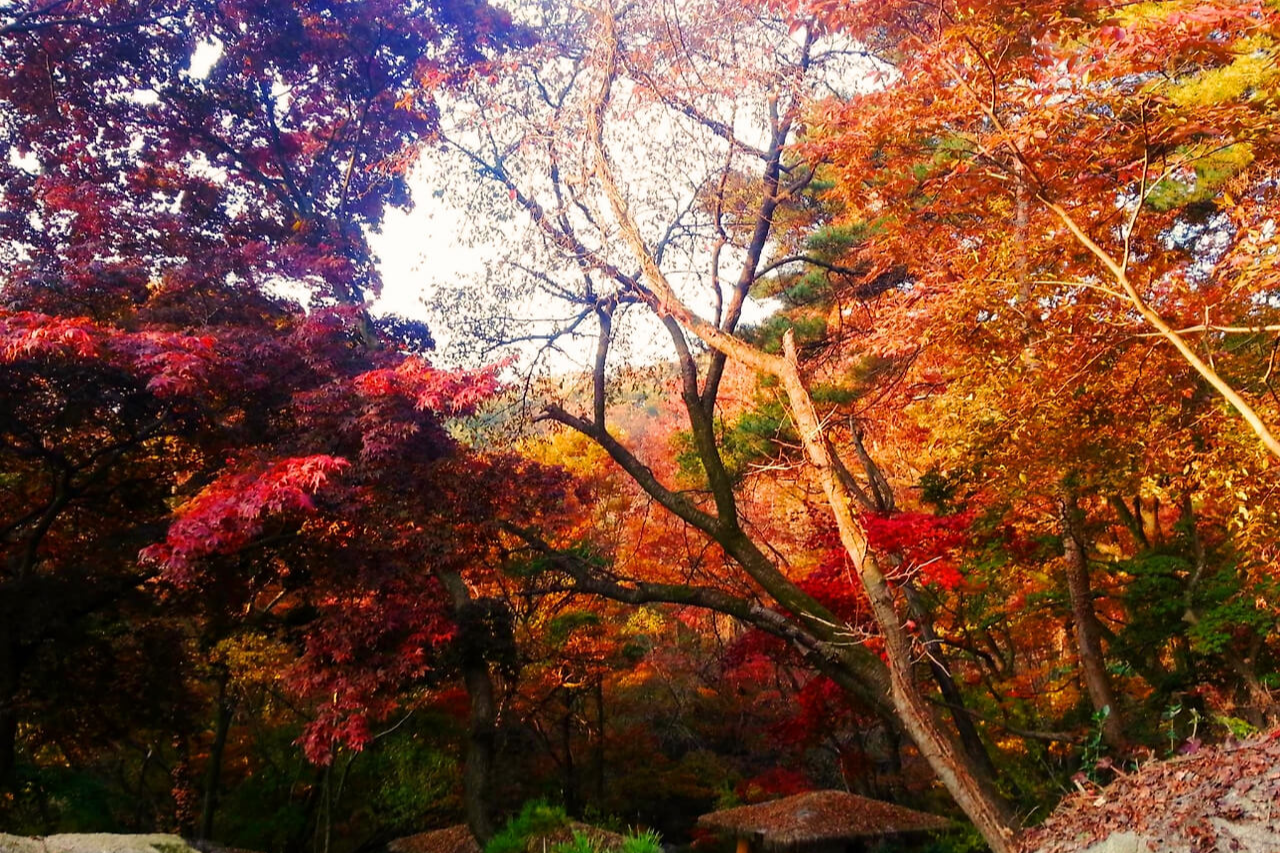 2024 단풍 절정 시기