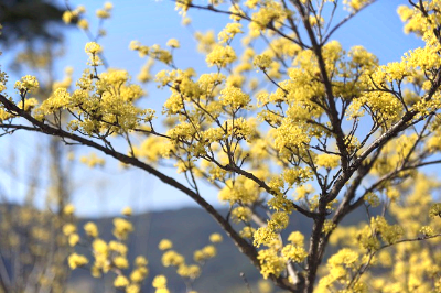 구례 여행 산수유 사진
