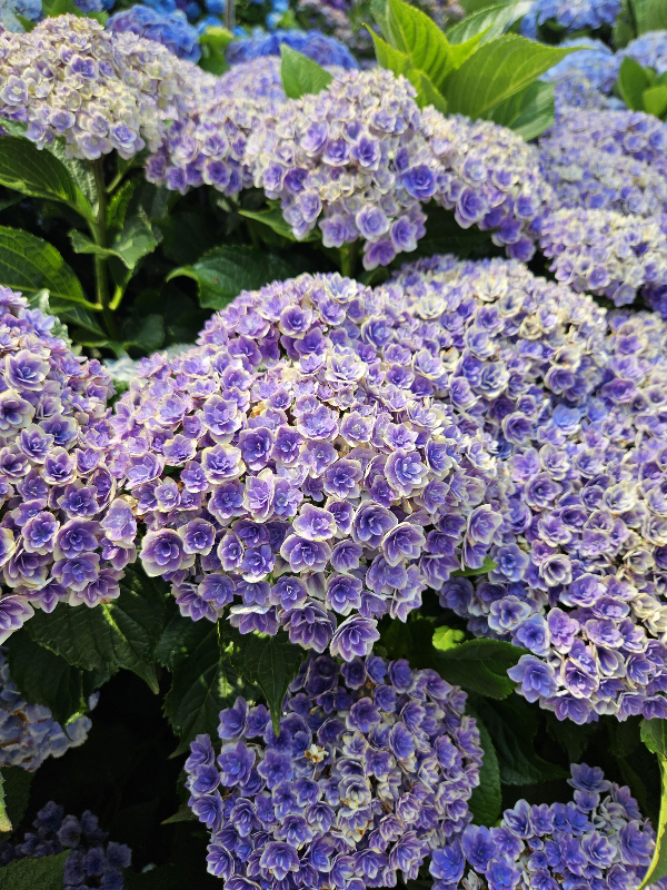 수국 [중성토양]=보라색 꽃