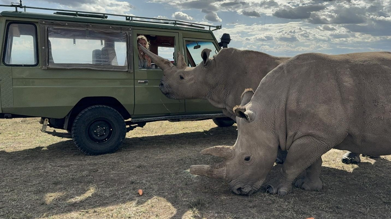 올페제타 보호구역 (Ol Pejeta Conservancy)