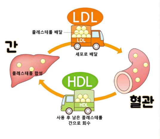 식후 졸음 해결방법 웰씨드 홍국바나바큐텐