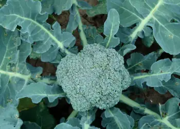 브로콜리 효능 및 영양성분&amp;#44; 주의점