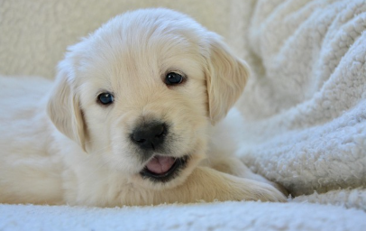 반려동물과 환경: 귀여움 뒤에 숨은 생태 발자국 알아보기