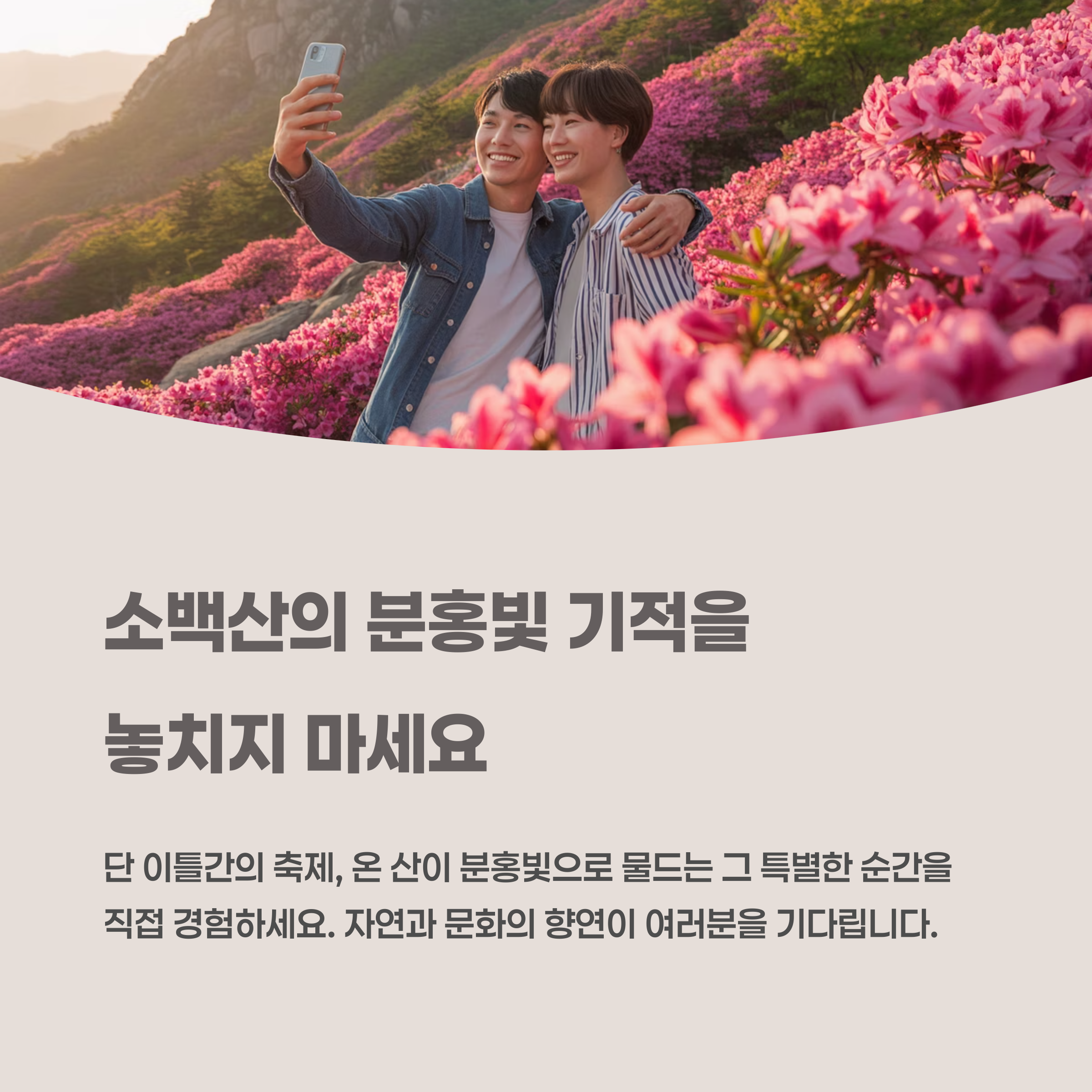 소백산의 분홍빛 기적을 놓치지 마세요