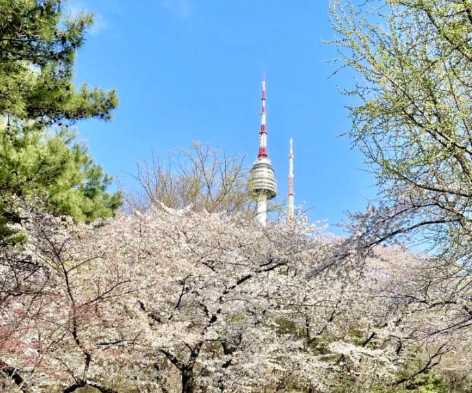 남산-벚꽂-전경
