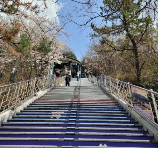 진해 군항제 완벽 가이드: 대한민국 최대 벚꽃 축제