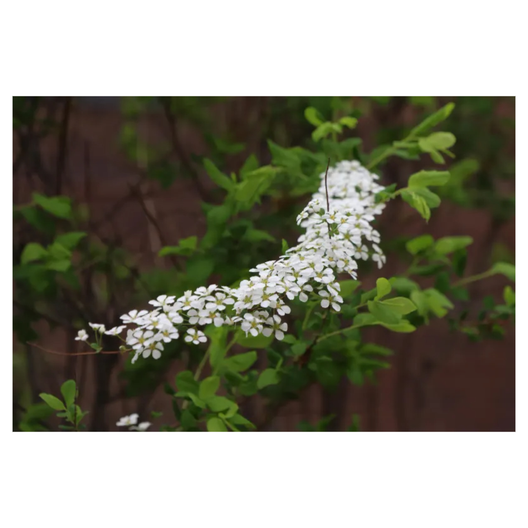 맥문동과 관련된 사진입니다.