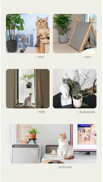 반려동물 안전 실내 식물선택 독성체크 배치높이 관리 간단 가이드_6