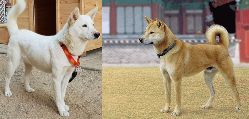 진돗개와 풍산개의 외형 모습 비교