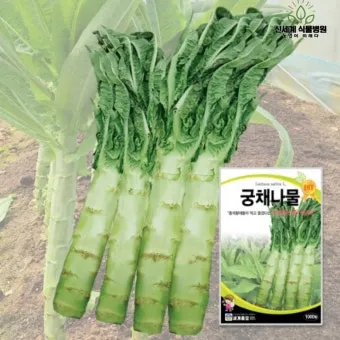 궁채나물 레시피 맛있는 조리법_14