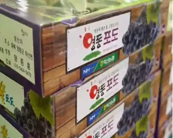 영동포도축제_11