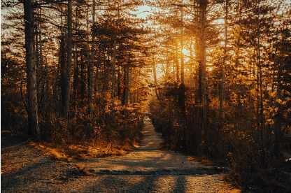 탈모 샴푸1위 탈모 고민 끝! 로게인폼 효과와 후기 집중분석