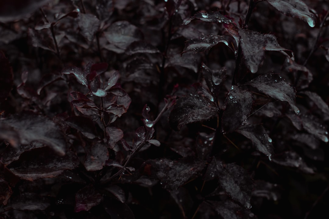 Black Cohosh