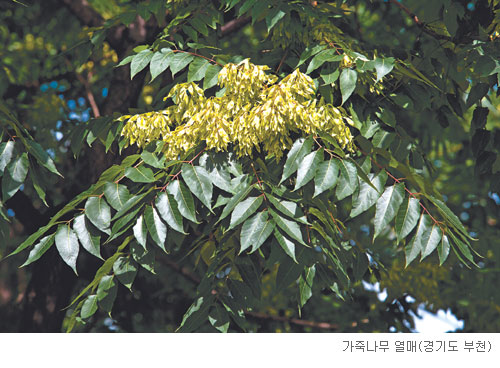 가죽나무