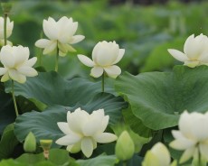 세미원 연꽃축제